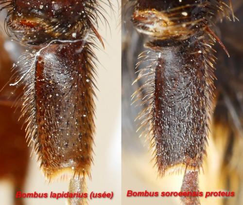 Bombus divers
